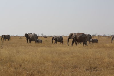 Elephants walking on field against clear sky