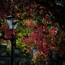 Red flowers on tree