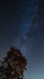 Low angle view of trees against sky at night