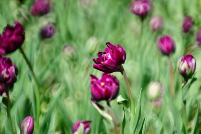 Close-up of pink flowering plants on field