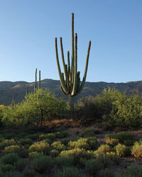 Cactus growing on field against sky