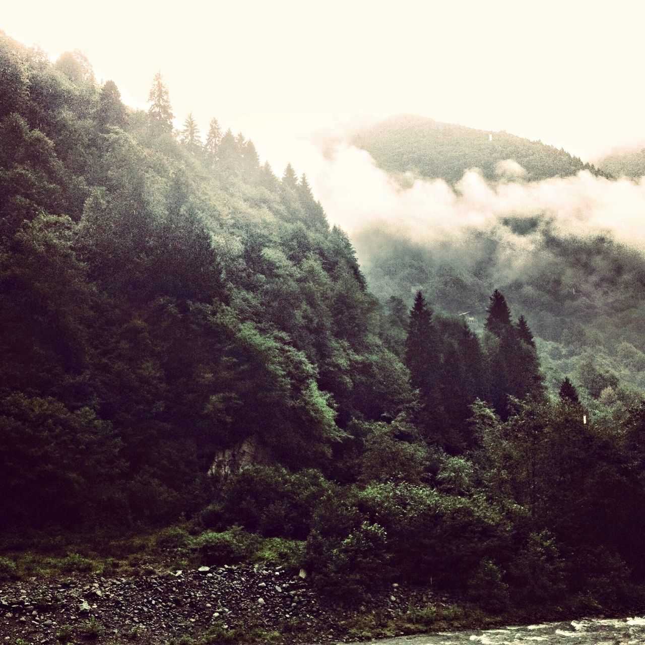 tree, tranquility, scenics, tranquil scene, beauty in nature, nature, fog, sky, mountain, non-urban scene, growth, forest, rock - object, landscape, idyllic, day, outdoors, no people, remote, weather