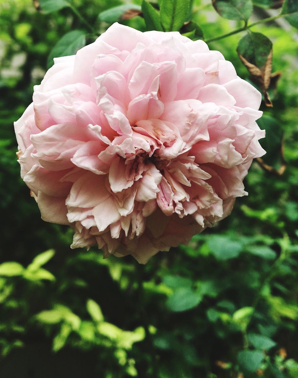 CLOSE-UP OF PINK ROSE PLANT