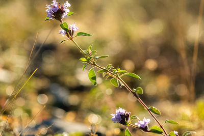 Close-up of purple flowering plant