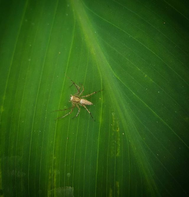 animal themes, one animal, animals in the wild, insect, wildlife, spider, green color, close-up, leaf, nature, spider web, selective focus, focus on foreground, full length, high angle view, zoology, day, outdoors, no people, plant