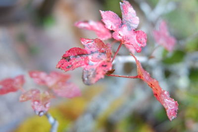 Close-up of pink flowering plant