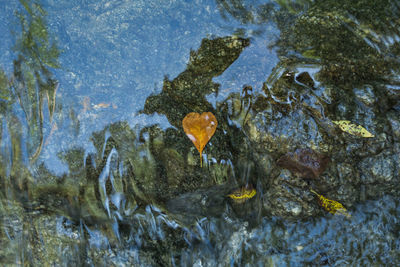 Fish swimming in sea