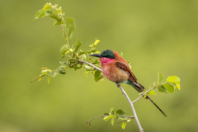 Close-up of bird perching on plant