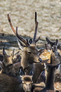 Close-up of deer on field