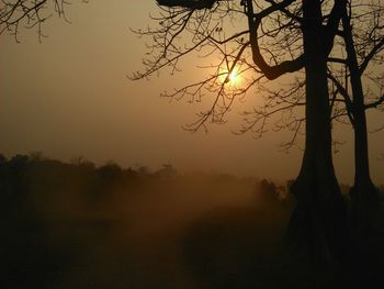 Bare trees at sunset