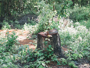 View of lizard on tree in forest