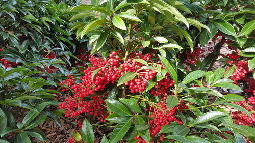 Close-up of red flowers