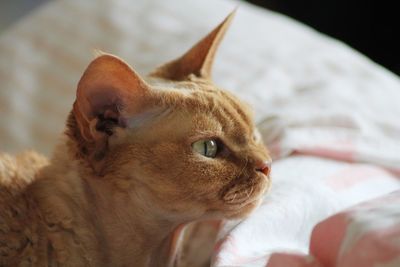 Close-up of a cat looking away