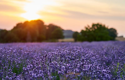 Purple flowering plants on field against sky during sunset