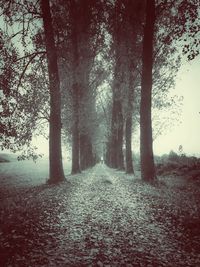 Road passing through forest