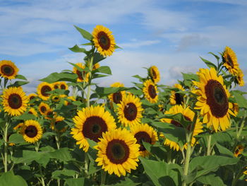 Close-up of sunflower