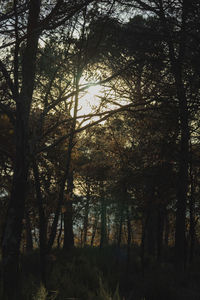 Trees in forest