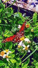 Close-up of butterfly perching on flower