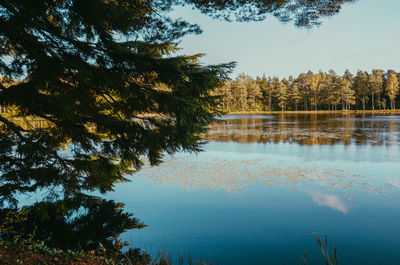 Scenic view of lake in forest against sky