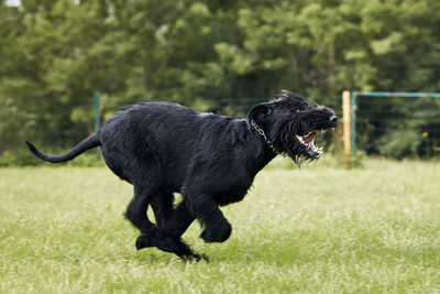 Dog running in grass. black giant schnauzer sprinting on meadow during summer day.