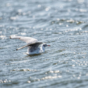 Seagull on sea 