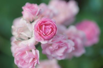 Close-up of pink rose