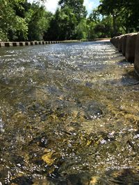 Close-up of stream amidst trees