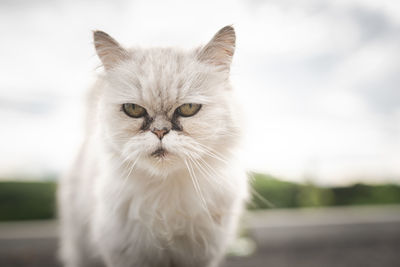 White persian cat with black tear stains under eyes. cat portrait in nature. cat eye care concept