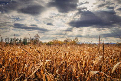 Wheat field against sky