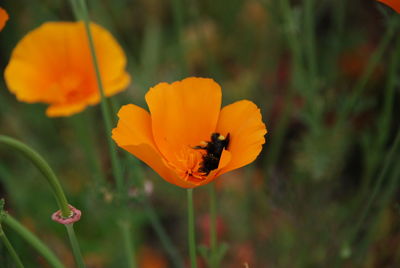 Close-up of bee on flower