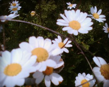 Close-up of white daisy blooming outdoors