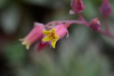 Close-up of pink flower blooming outdoors