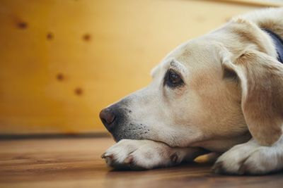 Portrait of old dog at home. bored labrador retriever lying down and looking up.