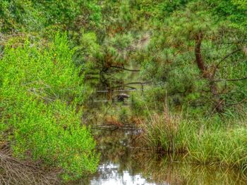 Reflection of trees in water