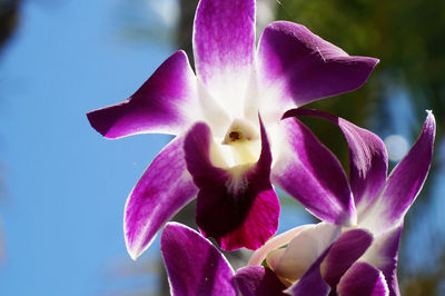 Close-up of pink flowers