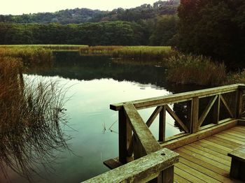 Reflection of trees in water
