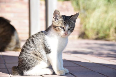 Portrait of cat sitting on footpath