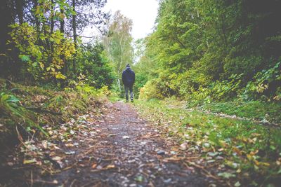 Rear view of people walking on footpath in forest