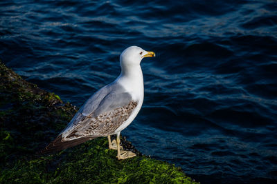 Close-up of seagull perching on a sea