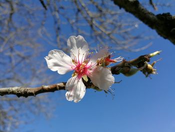 Low angle view of apple blossoms in spring