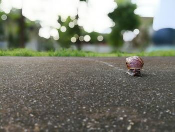 Snail on road