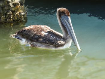 Duck swimming in lake