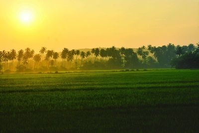 Scenic view of agricultural field against sky during sunset