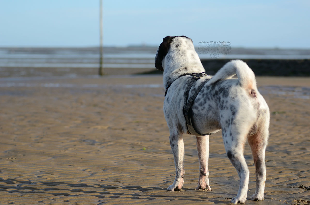 beach, domestic animals, animal themes, shore, sea, sand, mammal, dog, nature, one animal, water, standing, day, outdoors, no people, walking, pets, focus on foreground, full length, sky, horizon over water