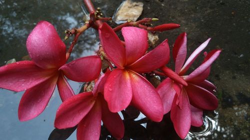 Close-up of pink flowers