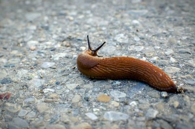 Snail on ground