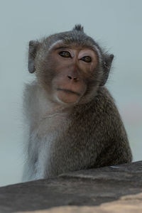 Long-tailed macaque behind stone wall turning head