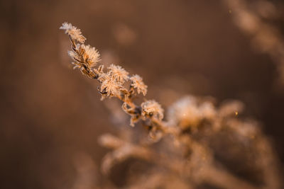 Close-up of dried plant