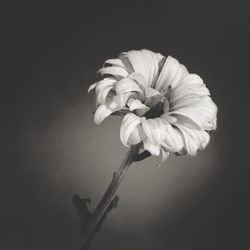 Close-up of flower against black background