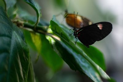 Close-up of butterfly pollinating on leaf